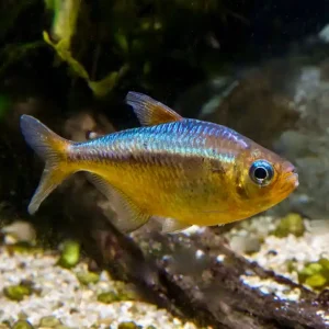 Kogal blue eye Tetra (Moenkhausia spec. Kogal yellow ) Top-Preis